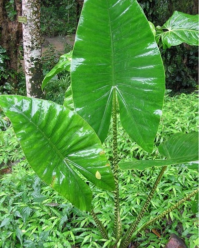 Alocasia Species, Elephant Ear