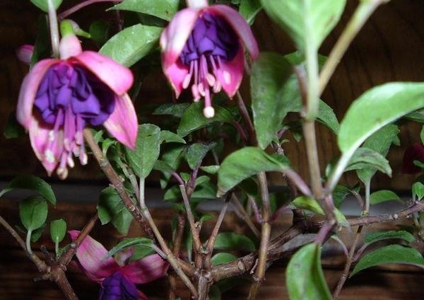 Double Fuchsia Dollar Princess