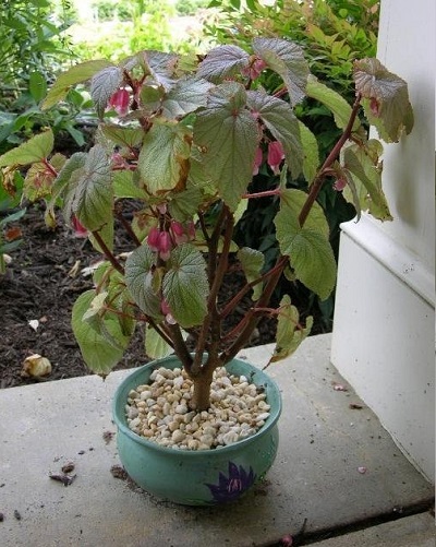 Begonia, Cane Begonia, Shrub Begonia Sinbad