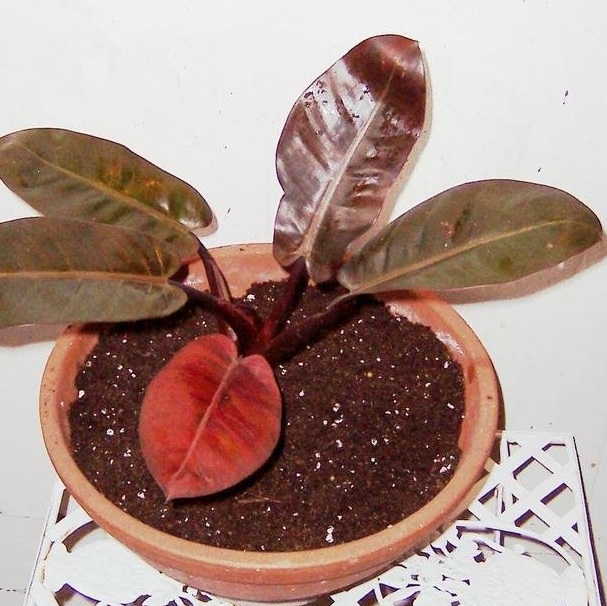 Philodendron, Blushing Philodendron, Red-Leaf Philodendron Black Cardinal