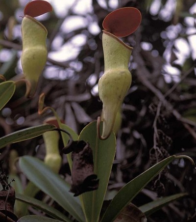 Nepenthes Species, Pitcher Plant