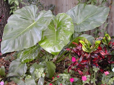 Philodendron Species, Giant Philodendron