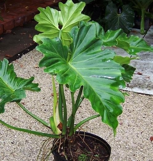 Philodendron Species
