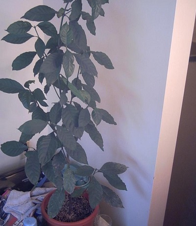 Psychotria Species, Chacruna