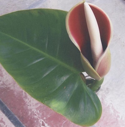 Philodendron Species, Spadeleaf Philodendron, Burgundy Philodendron