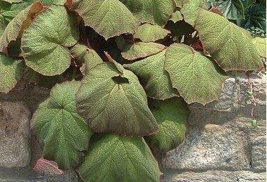 Begonia, Rhizomatous Begonia Art Hodes