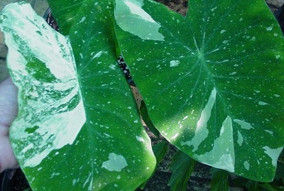 Colocasia, Variegated Elephant Ear, Taro Elepaio