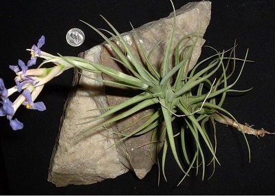 Tillandsia Bromeliad Species, Air Plant