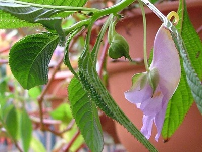Impatiens Species