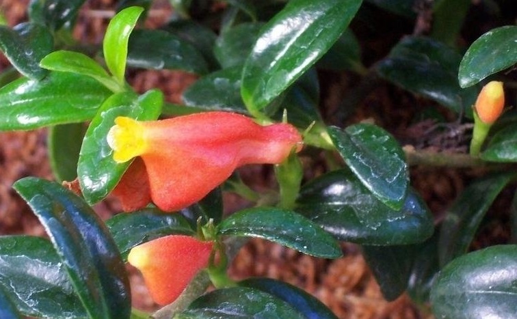 Goldfish Plant