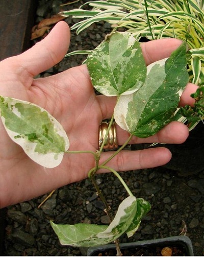 Marsdenia Species