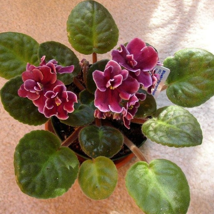 African Violet Bob Serbin