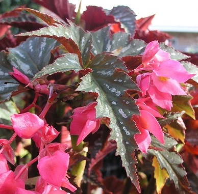 Begonia, Cane Stemmed-Superba Begonia Lana