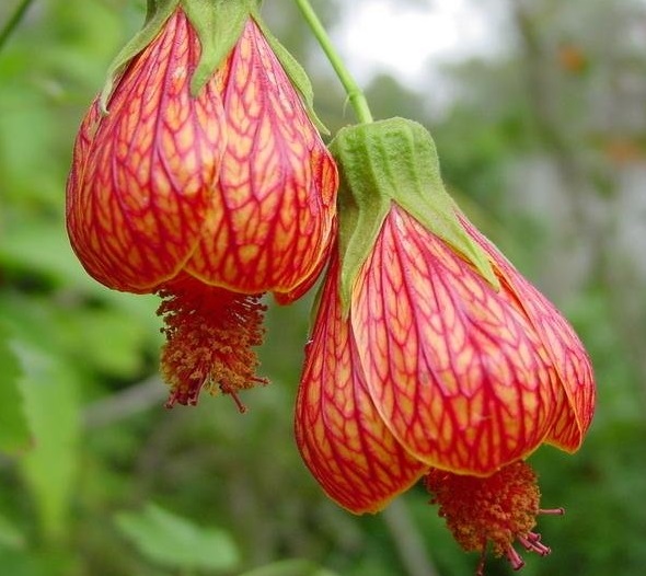 Abutilon, Flowering Maple Magic Lantern