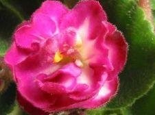 African Violet Festive Holiday