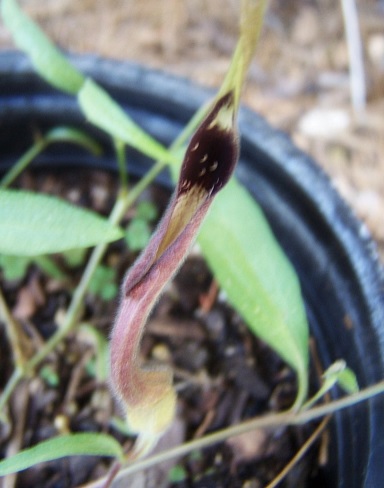 Aristolochia Species, Swanflower