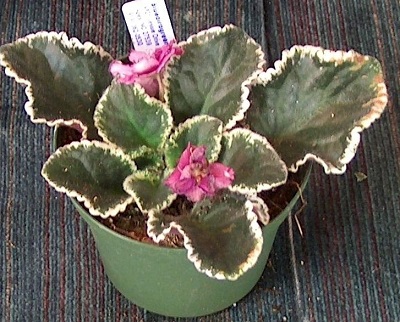 African Violet Ann