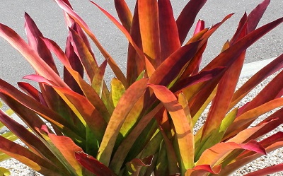 Androlepis Bromeliad Species