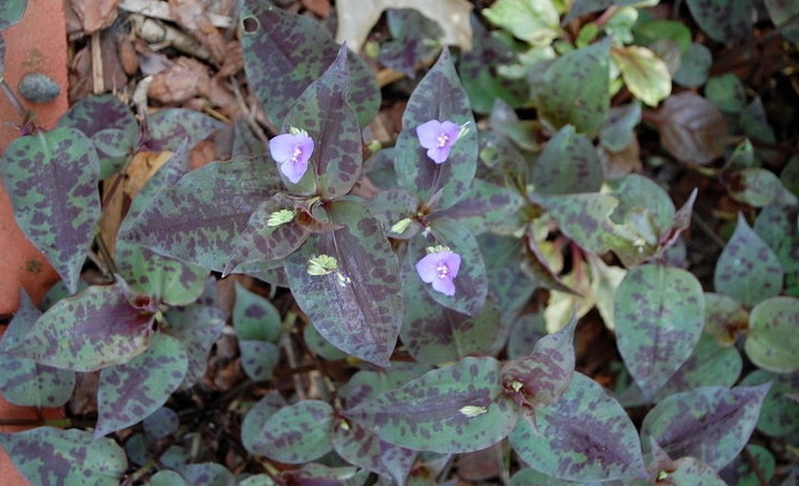Spotted Wandering Jew