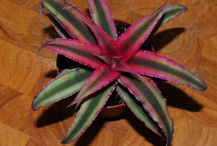 Cryptanthus Bromeliad, Earth Star Red Star