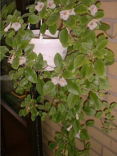 Alsobia Species, Lace Flower, Lace Flower Vine