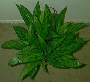 Aglaonema, Chinese Evergreen, Philippine Evergreen Amelia