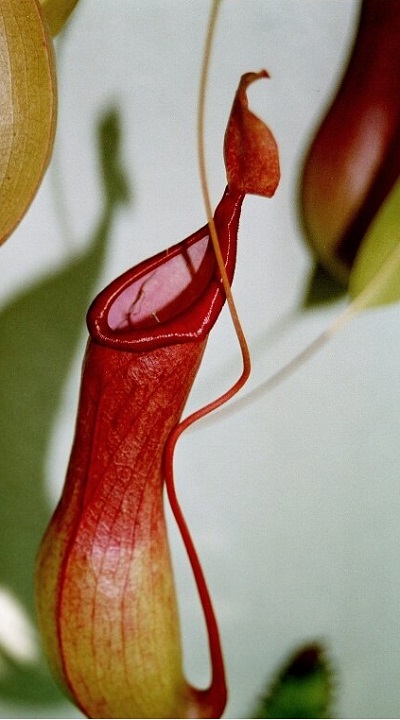 Nepenthes Species, Pitcher Plant, Winged Pitcher Plant