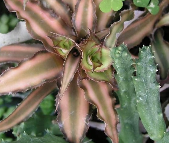 Cryptanthus Bromeliad, Earth Star