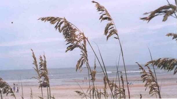 Sea Oats