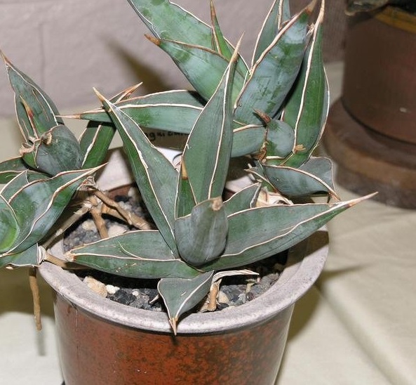 Sansevieria Species, Snake Plant