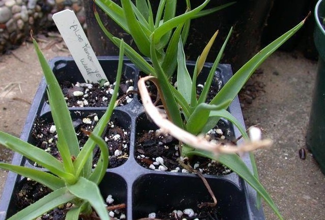 Aloe Species, Fence Aloe, Ikhalana