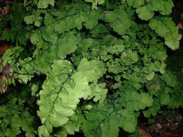 Delta Maidenhair Fern Pacific Maid