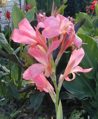 Canna, Aquatic Canna, Canna Lily Erebus