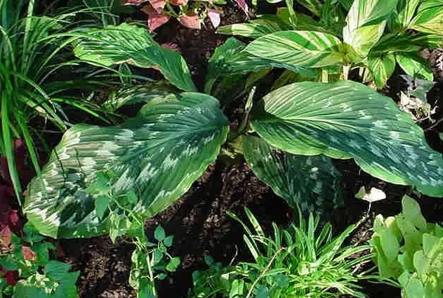 Peacock Ginger Grande
