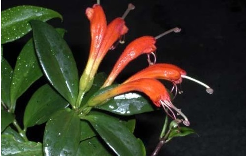 Aeschynanthus Species, Basket Vine, Lipstick Plant