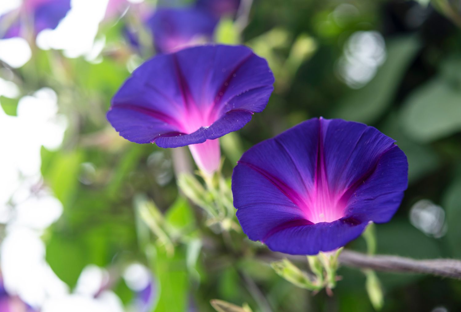 Turbina Species, Wild Morning Glory