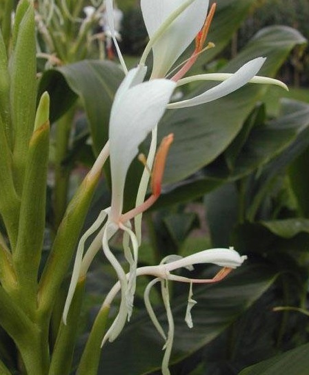 Hedychium Species, Forrests Hardy Ginger Lily
