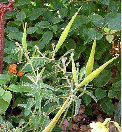Oxypetalum, Southern Star, Tweedia Heavenborn