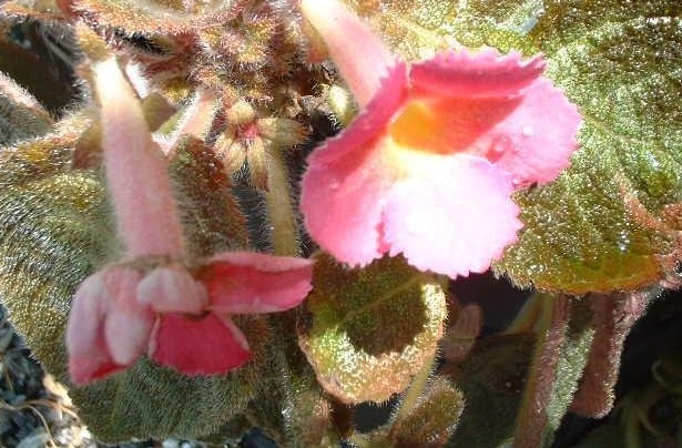 Episcia, Flame Violet Pink Panther