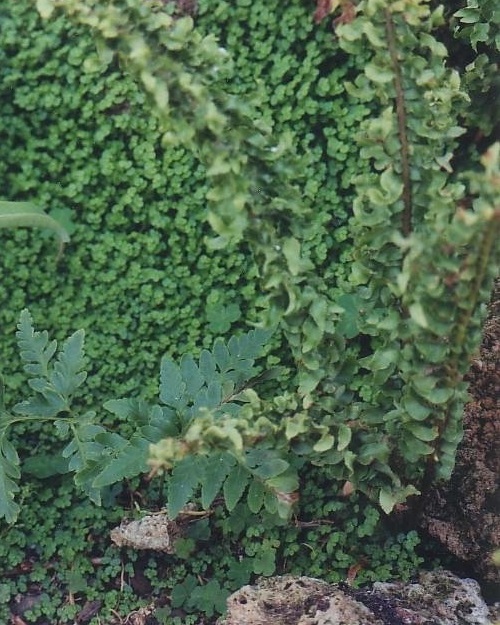 Nephrolepis, Boston Fern Fluffy Ruffles Upright