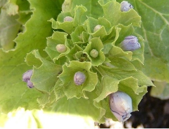Primula Species, German Primrose, Poison Primrose