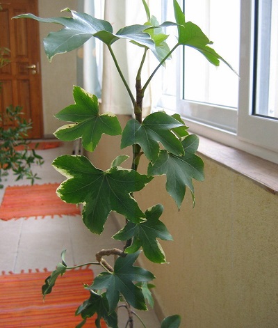 Aralia Ivy, Fat Headed Lizzy, Tree Ivy