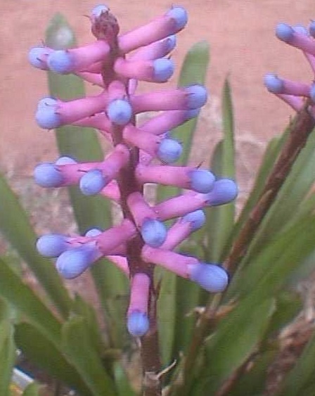 Aechmea Bromeliad Species, Matchstick Plant, Urn Plant