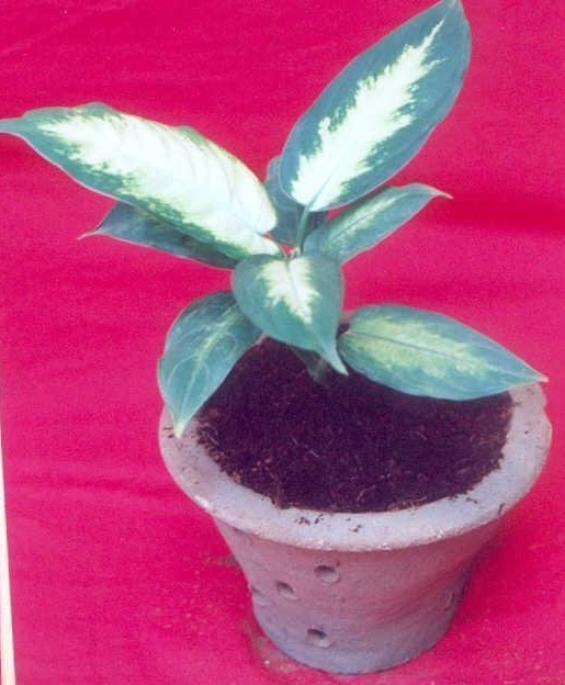 Dieffenbachia, Dumbcane, Dumb Cane Camille