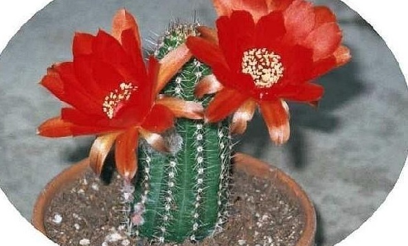 Peanut Cactus Fire Chief