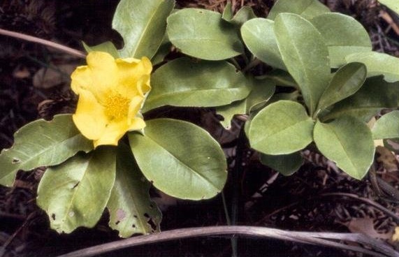 Hibbertia Species, Guinea Gold Vine, Snake Vine
