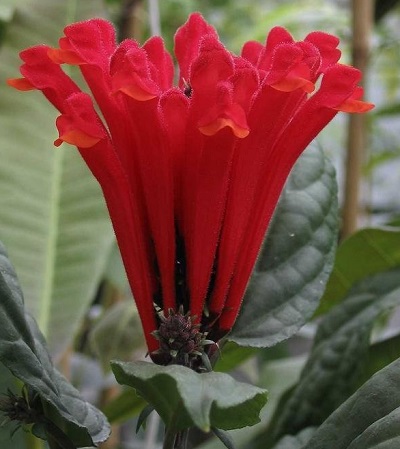 Scutellaria Species, Scarlet Skullcap, Costa Rican Skullcap