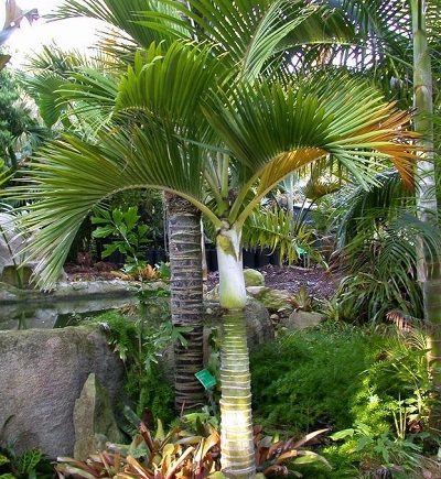 Hedyscepe Species, Big Mountain Palm, Umbrella Palm