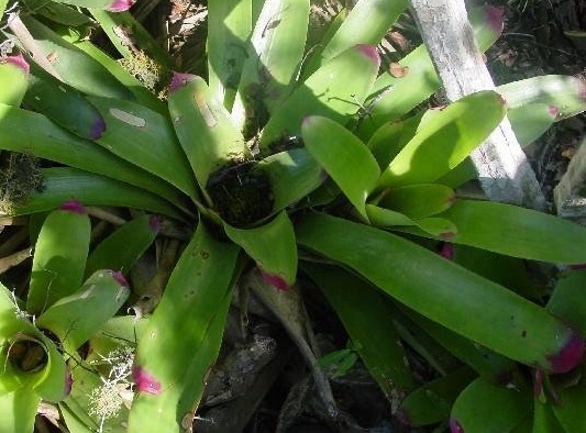 Neoregelia Bromeliad, Beach, Bloody Bromeliad