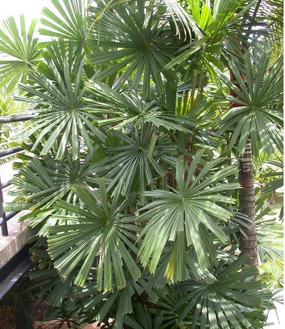 Licuala Species, Mangrove Fan Palm, Spiny Licuala
